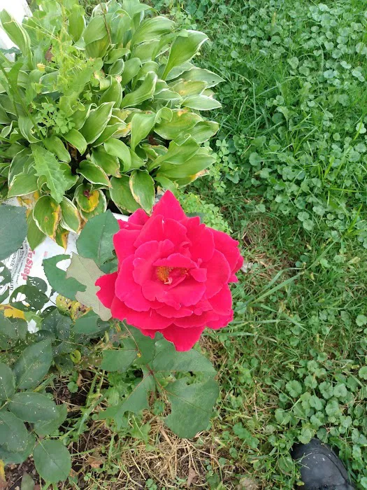 Dorwood Mobile Home Park Picture 3