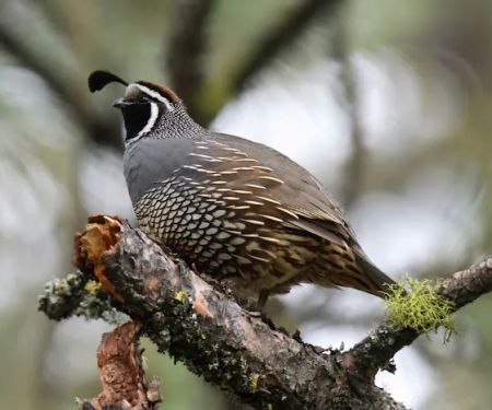 North Lake RV Park and Campground