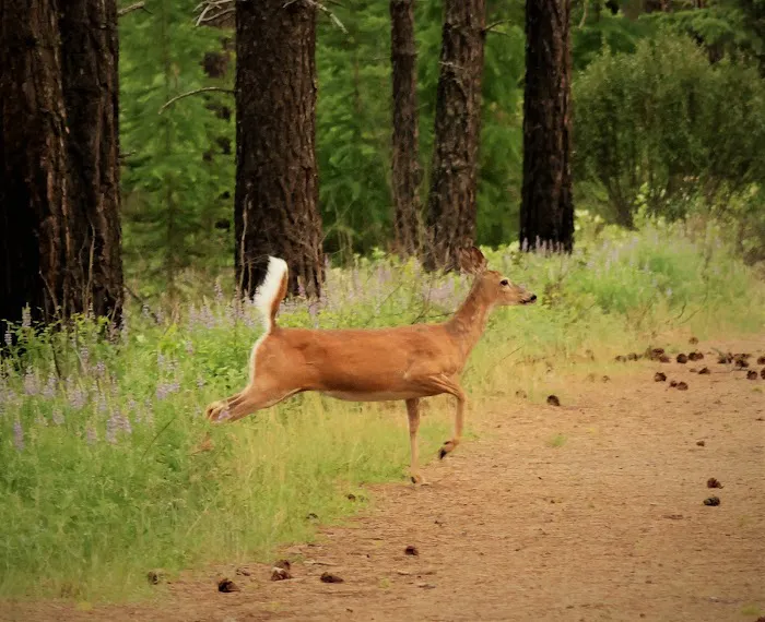 North Lake RV Park and Campground Picture 6