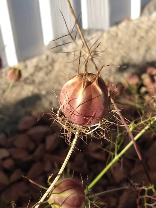 Melody Meadows Estates Picture 2