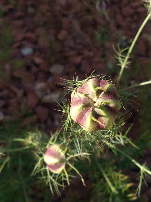 Melody Meadows Estates Picture 3