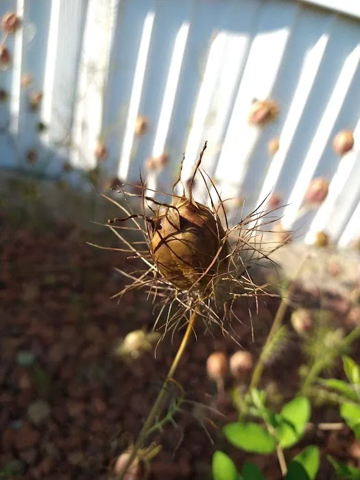 Melody Meadows Estates Picture 4