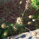 Melody Meadows Estates