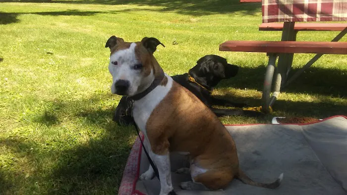 Pioneer Park Picture 4