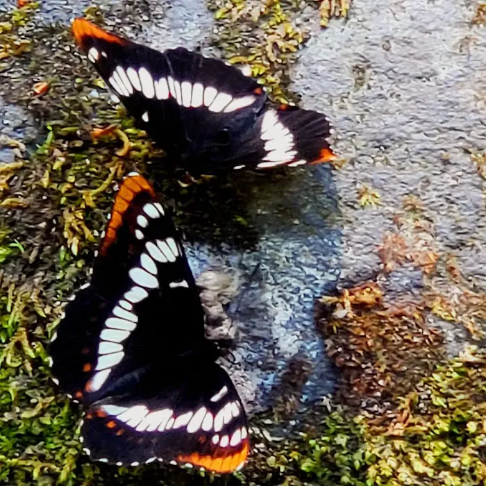 Whispering Falls Campground Picture 9