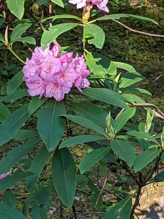 Whispering Falls Campground Picture 1