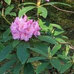 Whispering Falls Campground