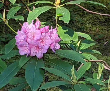 Whispering Falls Campground