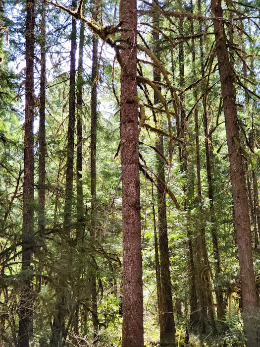 Whispering Falls Campground Picture 5