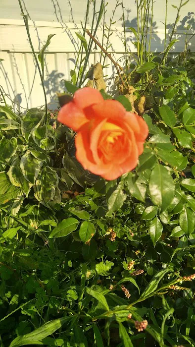 Rolling Meadows Park Picture 8