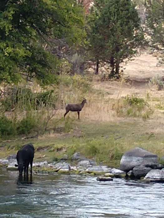 USFS: Trout Creek Campground Picture 8