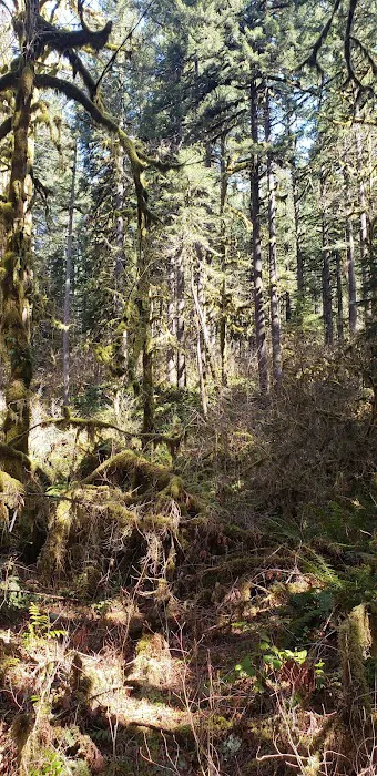 USFS: Trout Creek Campground Picture 7