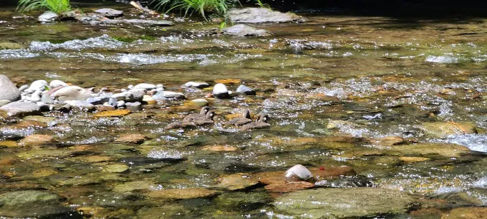 USFS: Trout Creek Campground Picture 2