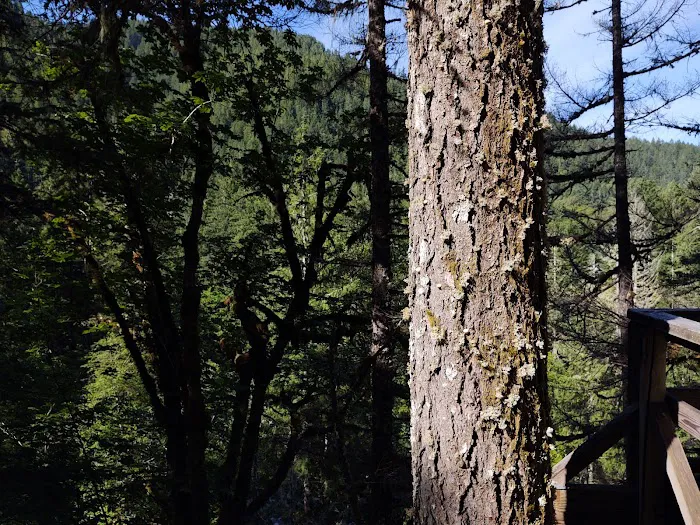 USFS: Trout Creek Campground Picture 10