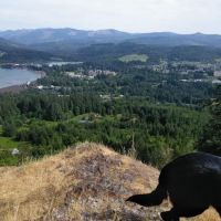 US Forest Service ico