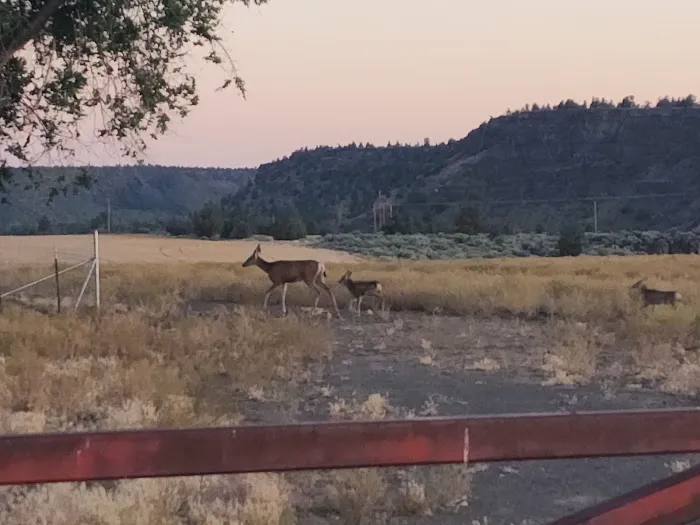 Crooked River Campground Picture 4