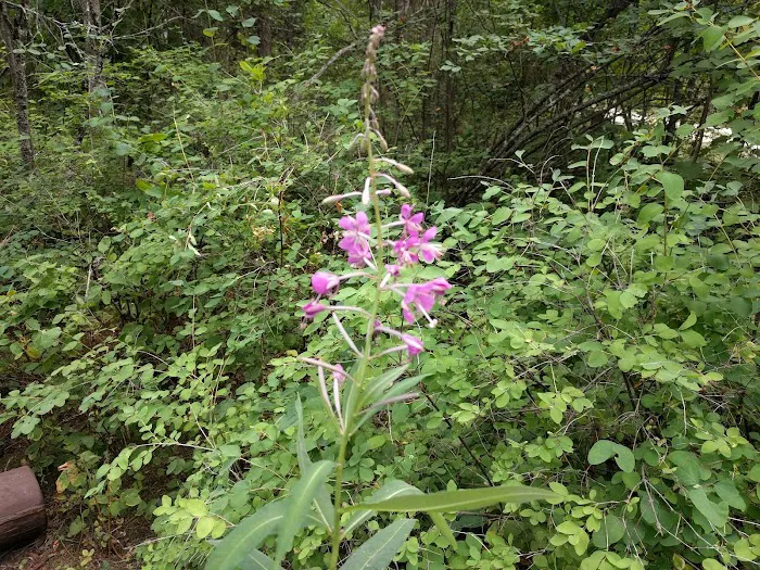 Pierre Lake Campground Picture 7