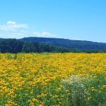 Route 322 Mobile Home Park