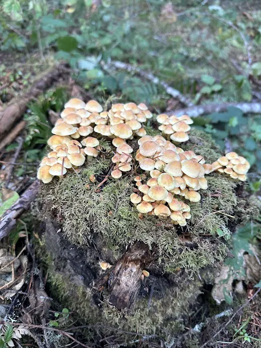 Slow Your Roll Abodes Glamping Picture 8