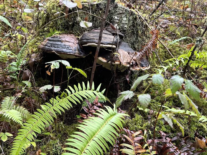 Slow Your Roll Abodes Glamping Picture 3