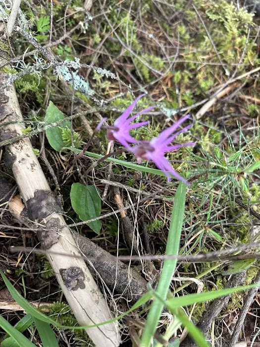 Slow Your Roll Abodes Glamping Picture 6