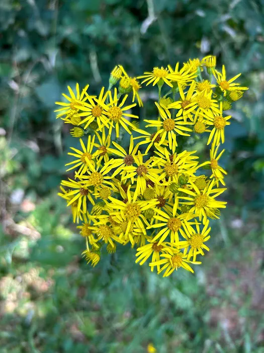 Fernwood Retreat at Bloom Hill Farm Picture 1