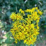 Fernwood Retreat at Bloom Hill Farm