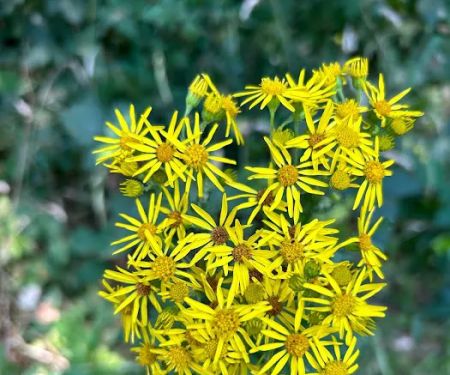 Fernwood Retreat at Bloom Hill Farm