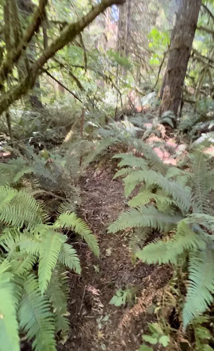 Fernwood Retreat at Bloom Hill Farm Picture 3