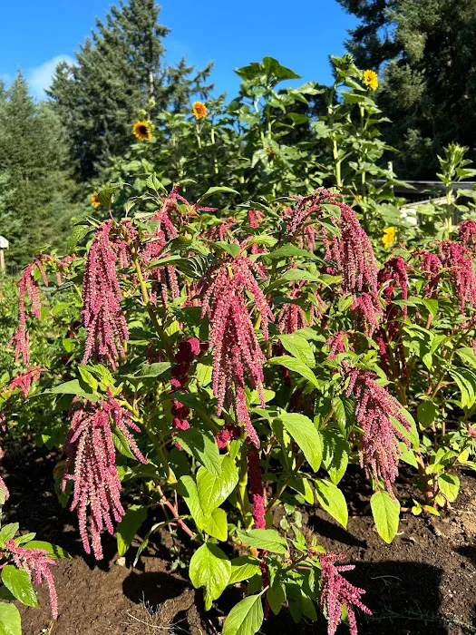 Fernwood Retreat at Bloom Hill Farm Picture 2