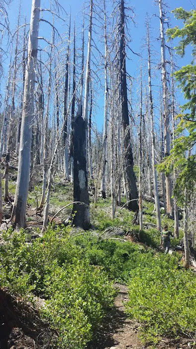 Breitenbush Lake Campground Picture 2