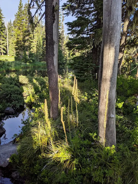Breitenbush Lake Campground Picture 7