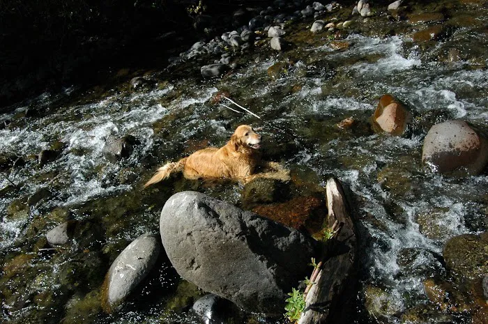 Lookout Boat Launch And Campground Picture 4