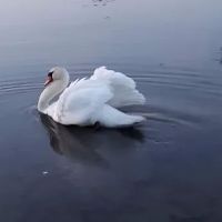 Glen Lake Estates ico