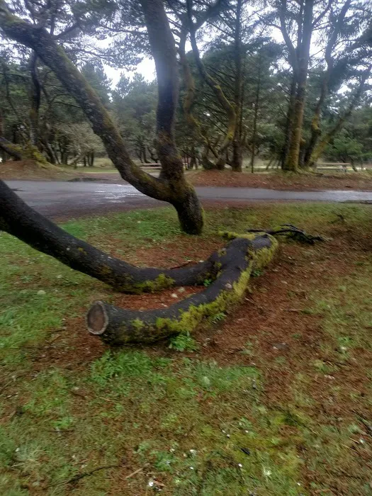 Twin Harbors State Park Campground Picture 8