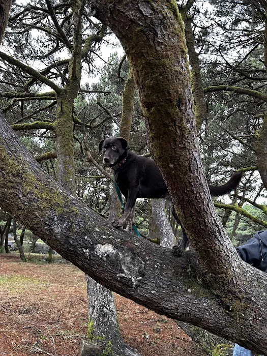 Twin Harbors State Park Campground Picture 9