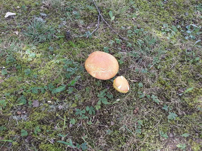 Brady Hills Mobile Home Park Picture 1