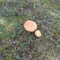 Brady Hills Mobile Home Park ico