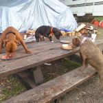 Cyrus Horse Campground