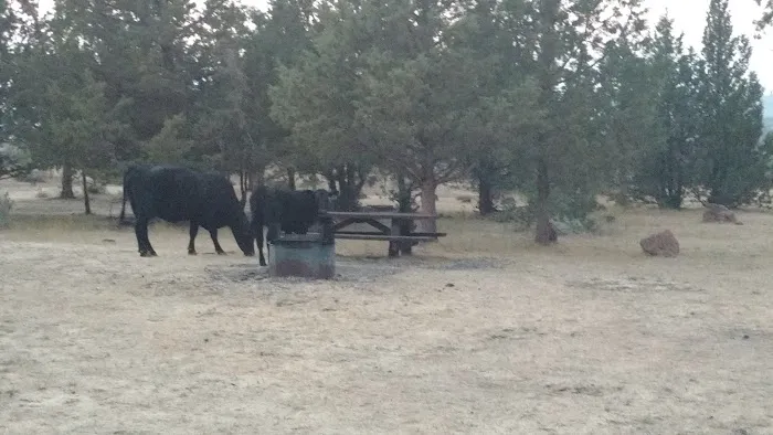 Cyrus Horse Campground Picture 4