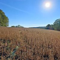 Lake Arthur Estates ico