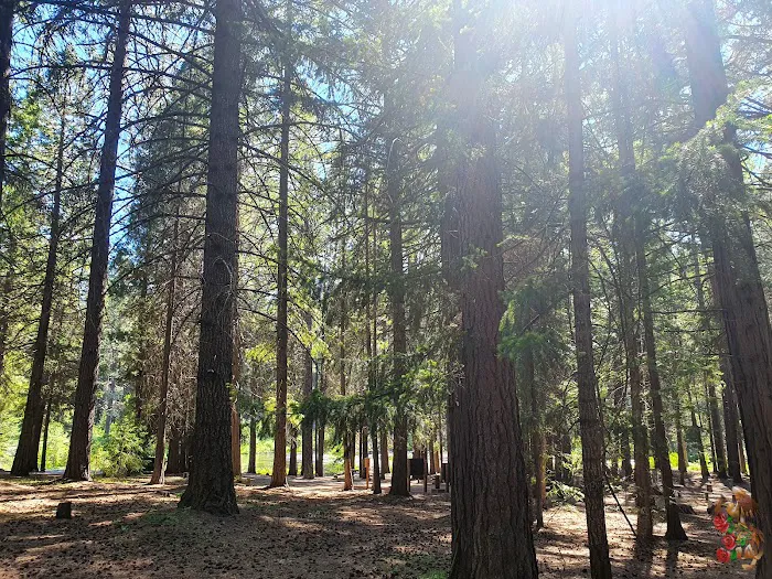 Lower Bridge Campground Picture 4