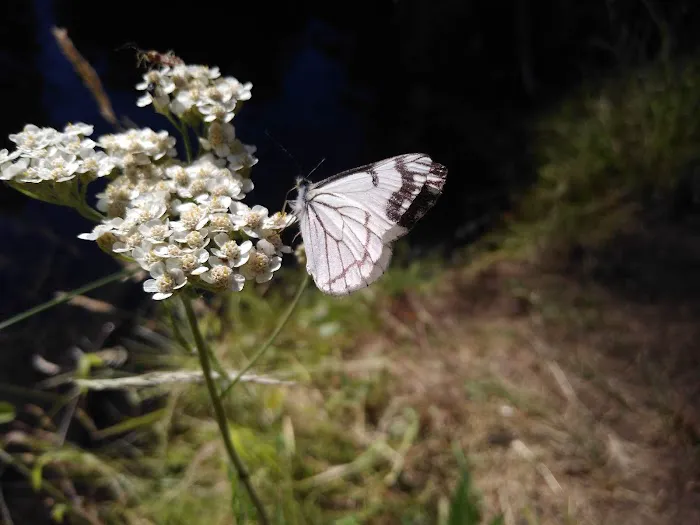 Pioneer Ford Campground Picture 8