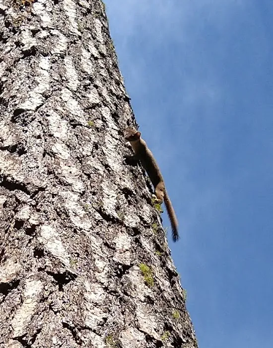 Pioneer Ford Campground Picture 3