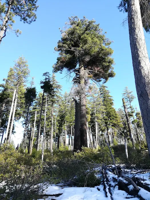 Allen Springs Campground Picture 8