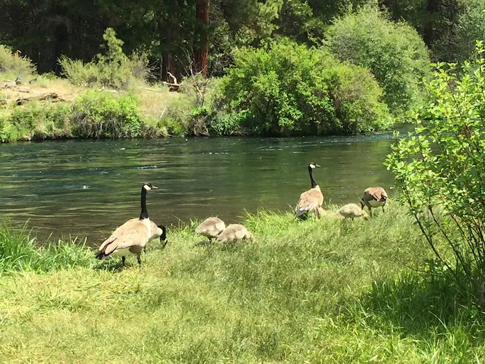 Allen Springs Campground Picture 5