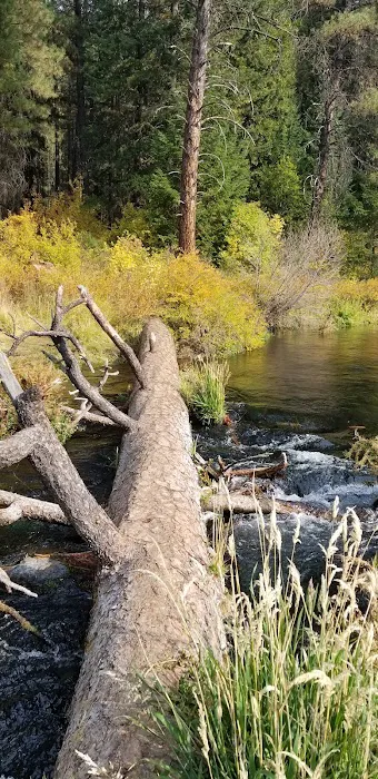 Allen Springs Campground Picture 9