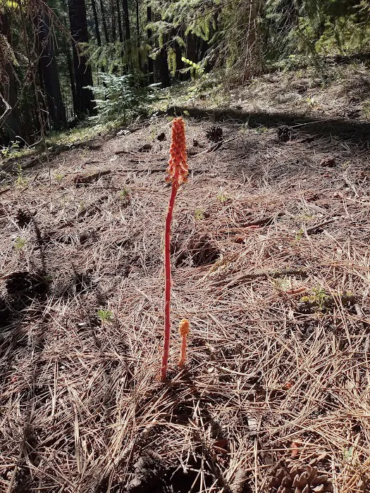 Gorge Campground Picture 8