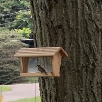 Forest Park Estates ico