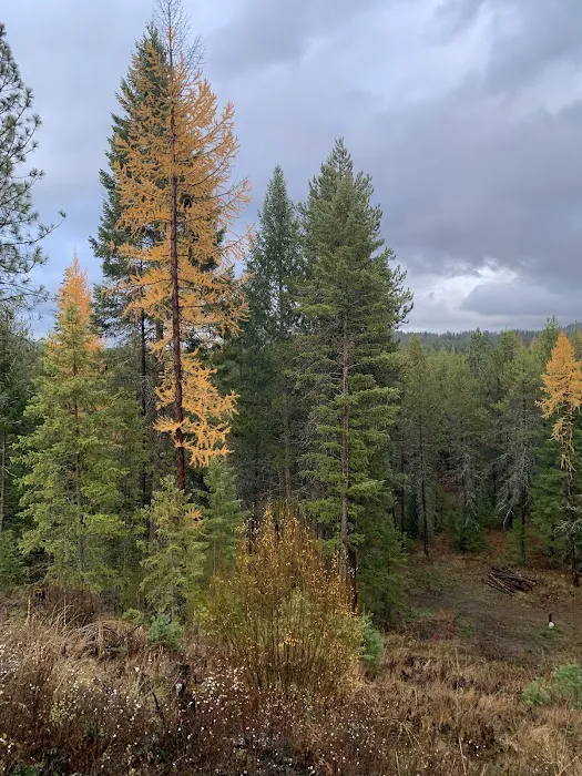 Dragonfly Ranch Picture 4